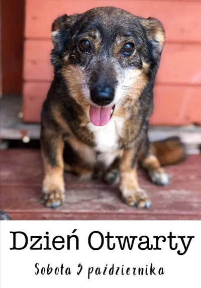 Dzień Otwarty w schronisku w Celestynowie 5 października