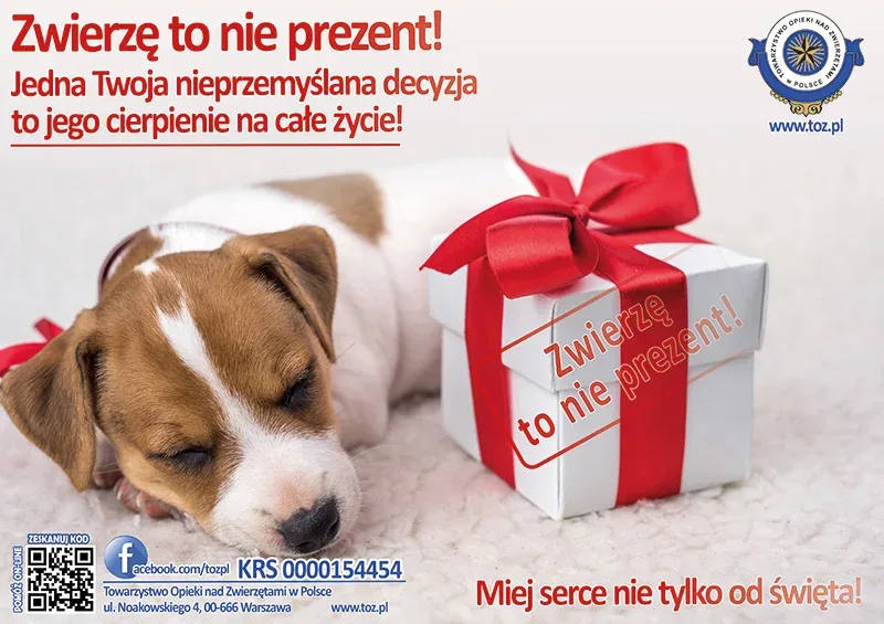Zwierzę to nie prezent: przemyśl adopcję