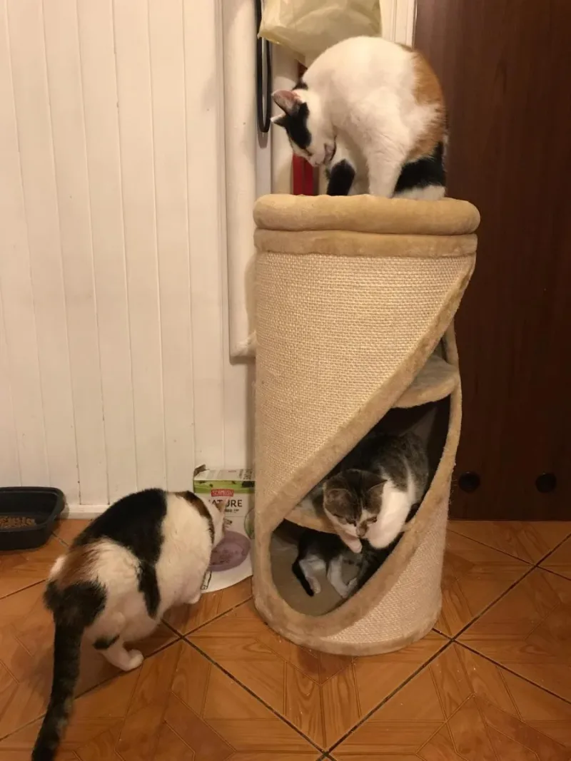 Podziękowania dla firmy zooplus za wsparcie