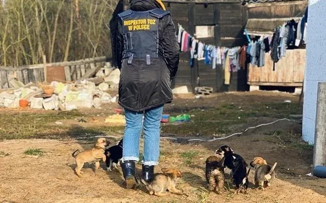 Interwencja: pomoc dla szczeniąt i suczki na łańcuchu