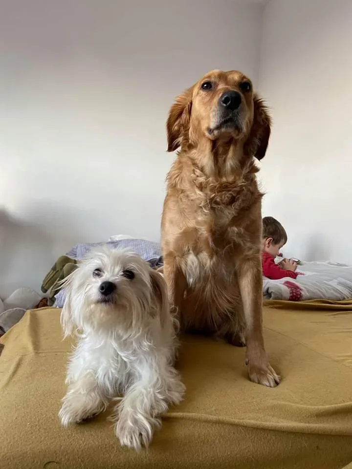 Sukces adopcji psów: Suzi, Pixi, Fibi i inni