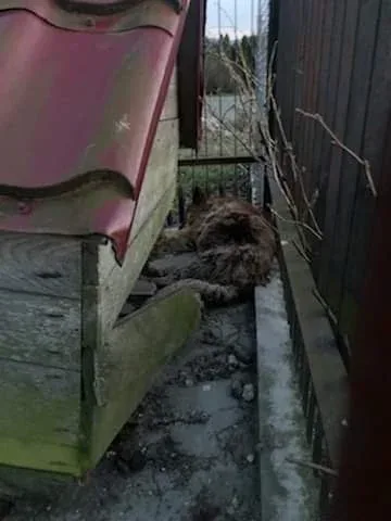 Interwencja w powiecie gorlickim: pomoc dla psów