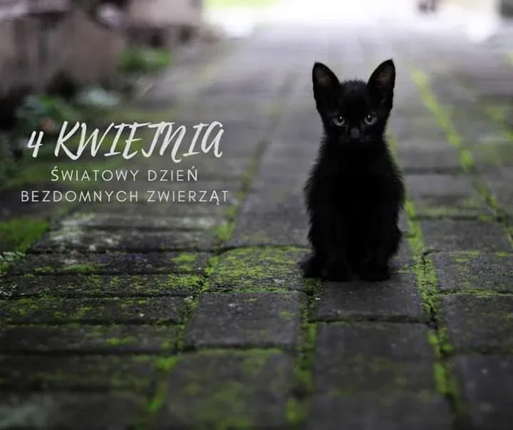 Światowy Dzień Bezdomnych Zwierząt 2020