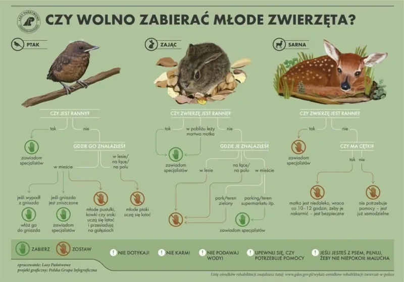 Apel o nie zabieranie młodych zwierząt z lasu