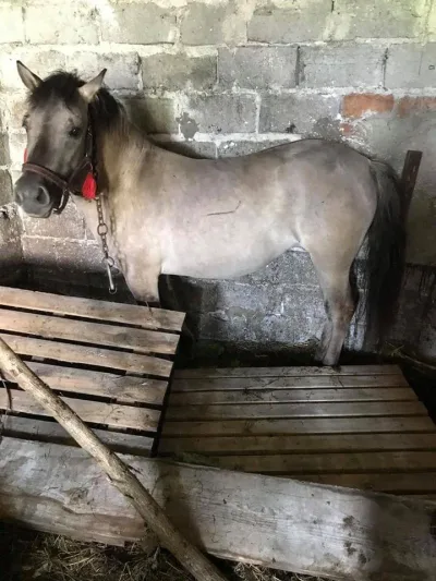 Interwencja TOZ Tarnów: uratowanie klaczki