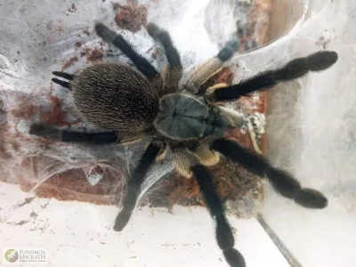 Interwencja w Krakowie: pomoc dla zwierząt pod ochroną