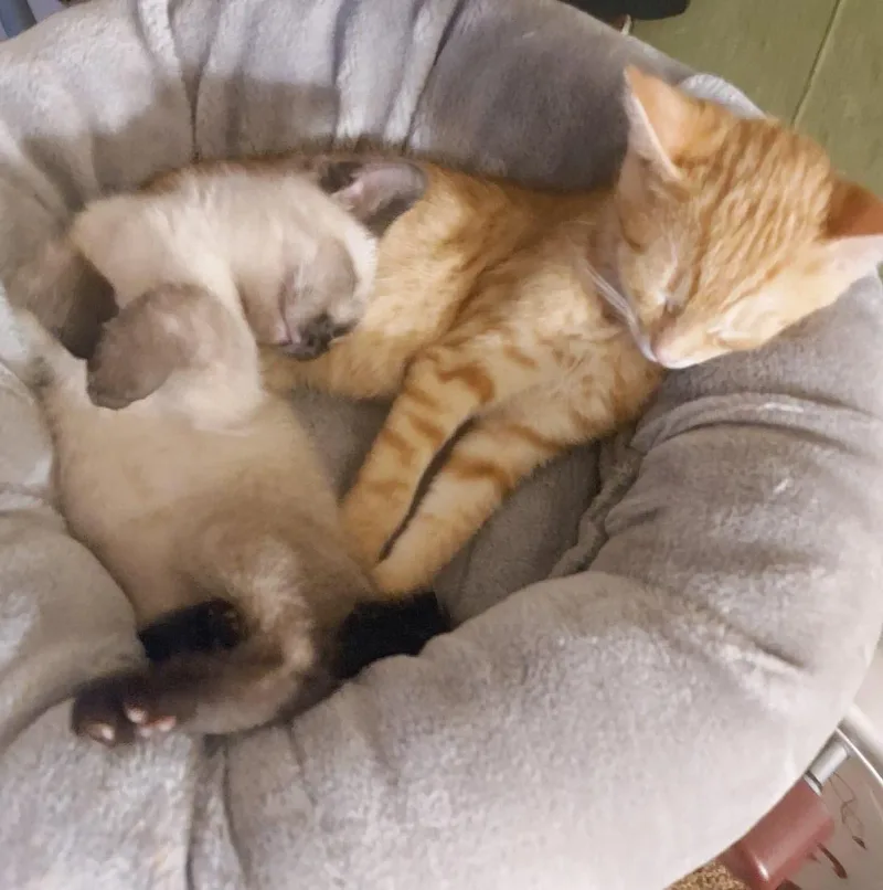 Podziękowania za adopcje kotów