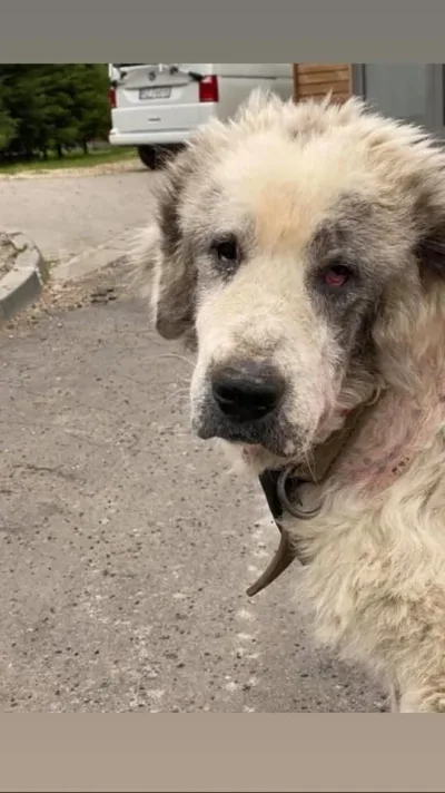 Uratowanie podhalana po latach zaniedbań