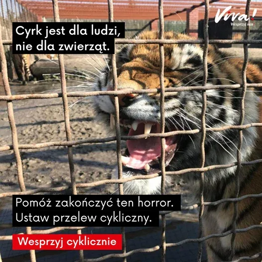 Cyrk Arena odwołany w Świętochłowicach z powodu zwierząt