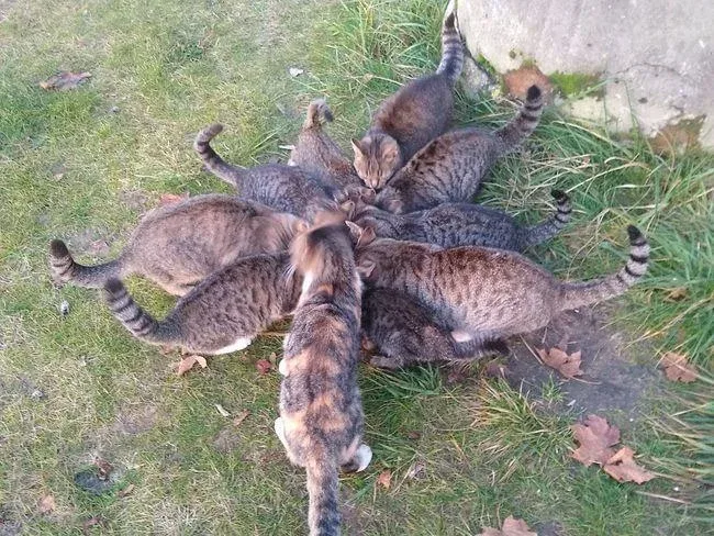 Interwencja w sprawie kotów na Suwalszczyźnie