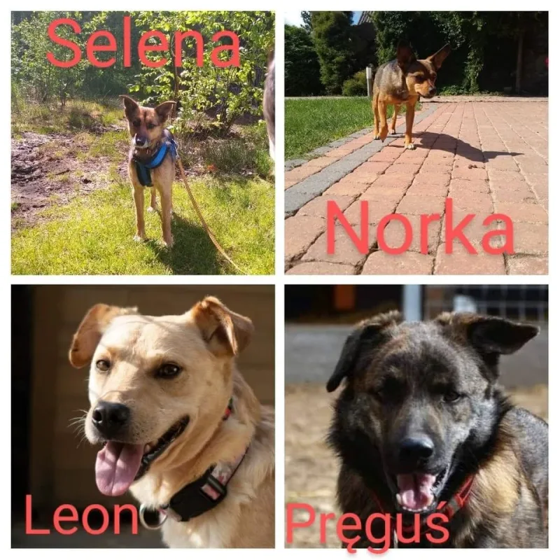 Wirtualne adopcje w Azylu dla starszych psów w Mikołajewie