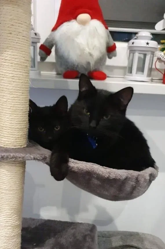 Podziękowania za adopcję Lilki