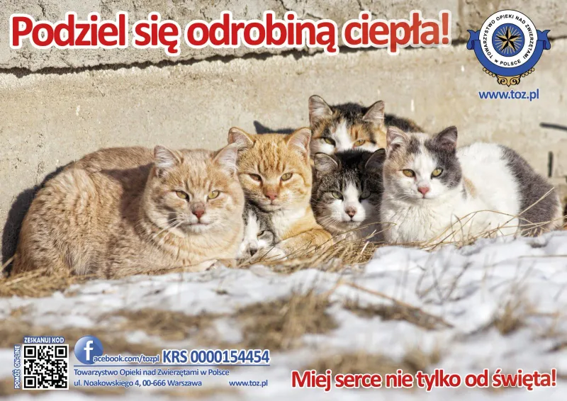 Prawna ochrona kotów wolno bytujących