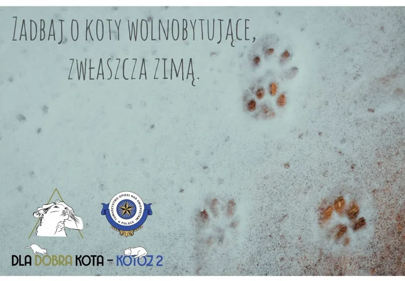 Jak pomóc kotom wolno bytującym zimą