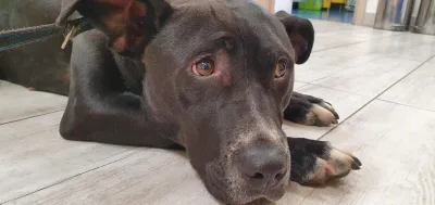 Interwencja w sprawie suni z wrośniętą kolczatką