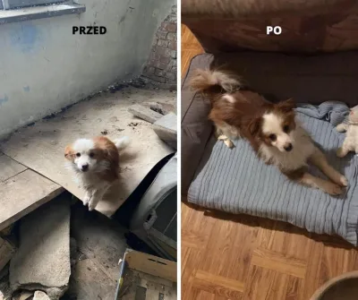 Luis znalazł nowy dom
