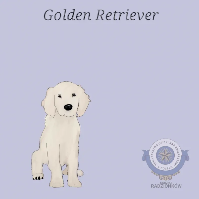 Golden retriever – wszystko, co musisz wiedzieć