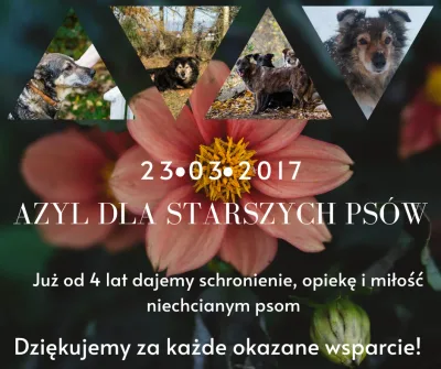 Cztery lata Azylu dla starszych psów w Mikołajewie