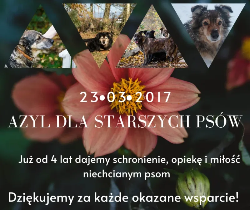 Cztery lata Azylu dla starszych psów w Mikołajewie