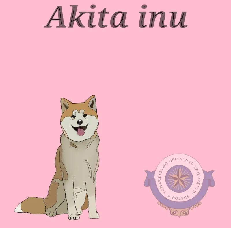 Akita Inu – charakterystyka rasy