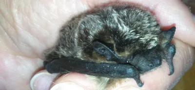 Interwencja: ratunek dla nietoperza Gucia