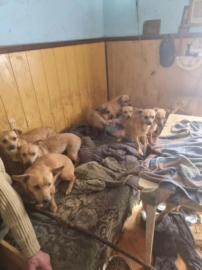 Interwencja w sprawie 33 psów w gminie Limanowa