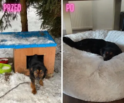 Metamorfoza Miśki: od życia na łańcuchu do szczęśliwego domu