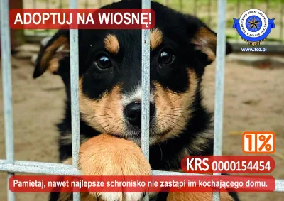 Adoptuj zwierzę na wiosnę