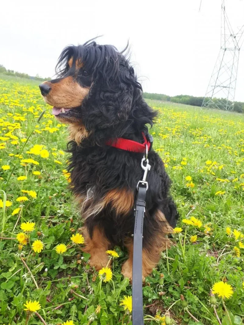 Interwencja: spaniel Robin pod naszą opieką