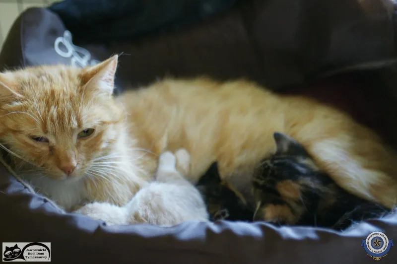 Adopcja wirtualna kotów z Jaworznickiego Kociego Domu Tymczasowego