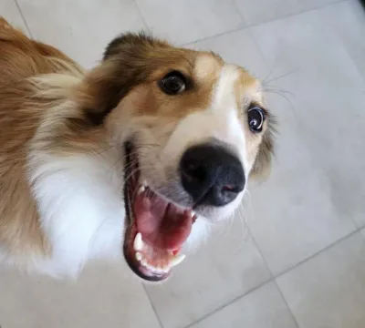Szczęśliwa adopcja suczki w typie owczarka collie