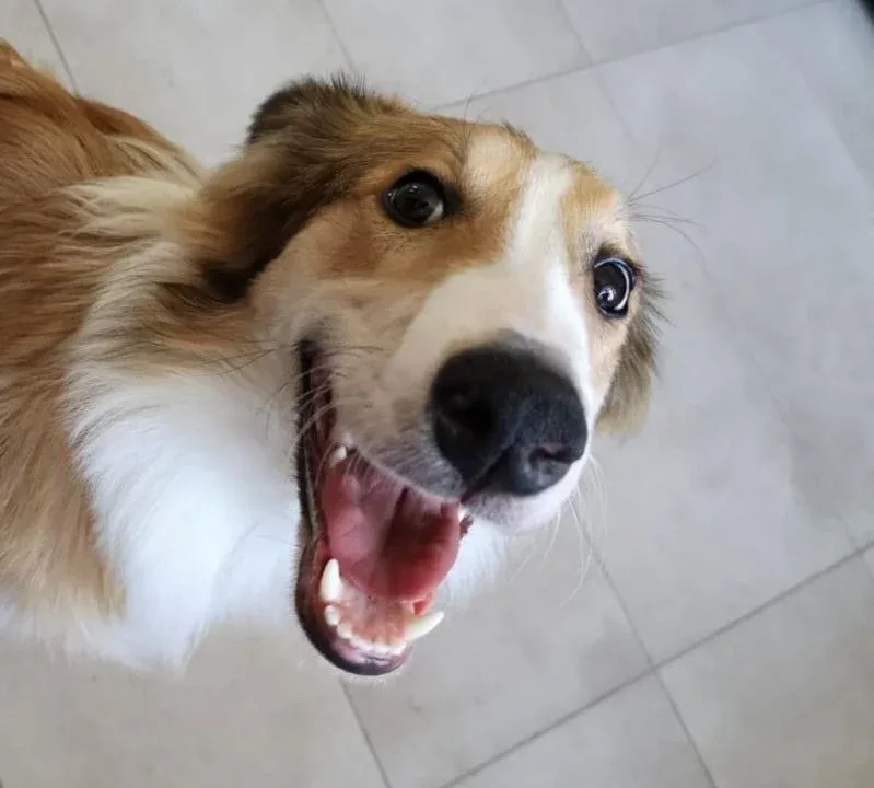 Szczęśliwa adopcja suczki w typie owczarka collie