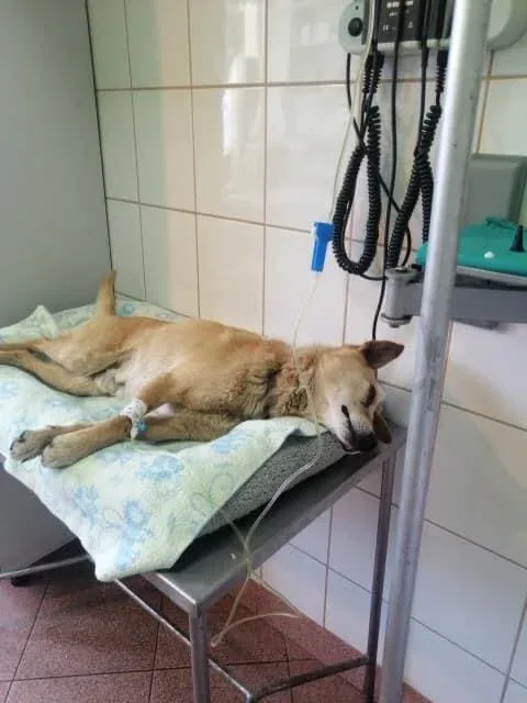 Pomoc dla psa Czesia po wypadku w Ładnej