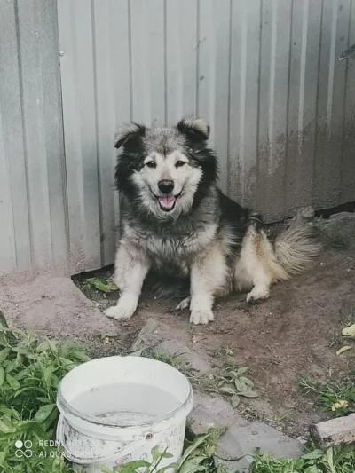 Interwencja w sprawie zaniedbanych psów na łańcuchach