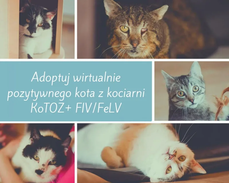 Wirtualna adopcja kotów z FIV/FeLV w Suwałkach