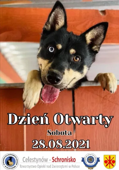 Dzień Otwarty w schronisku w Celestynowie