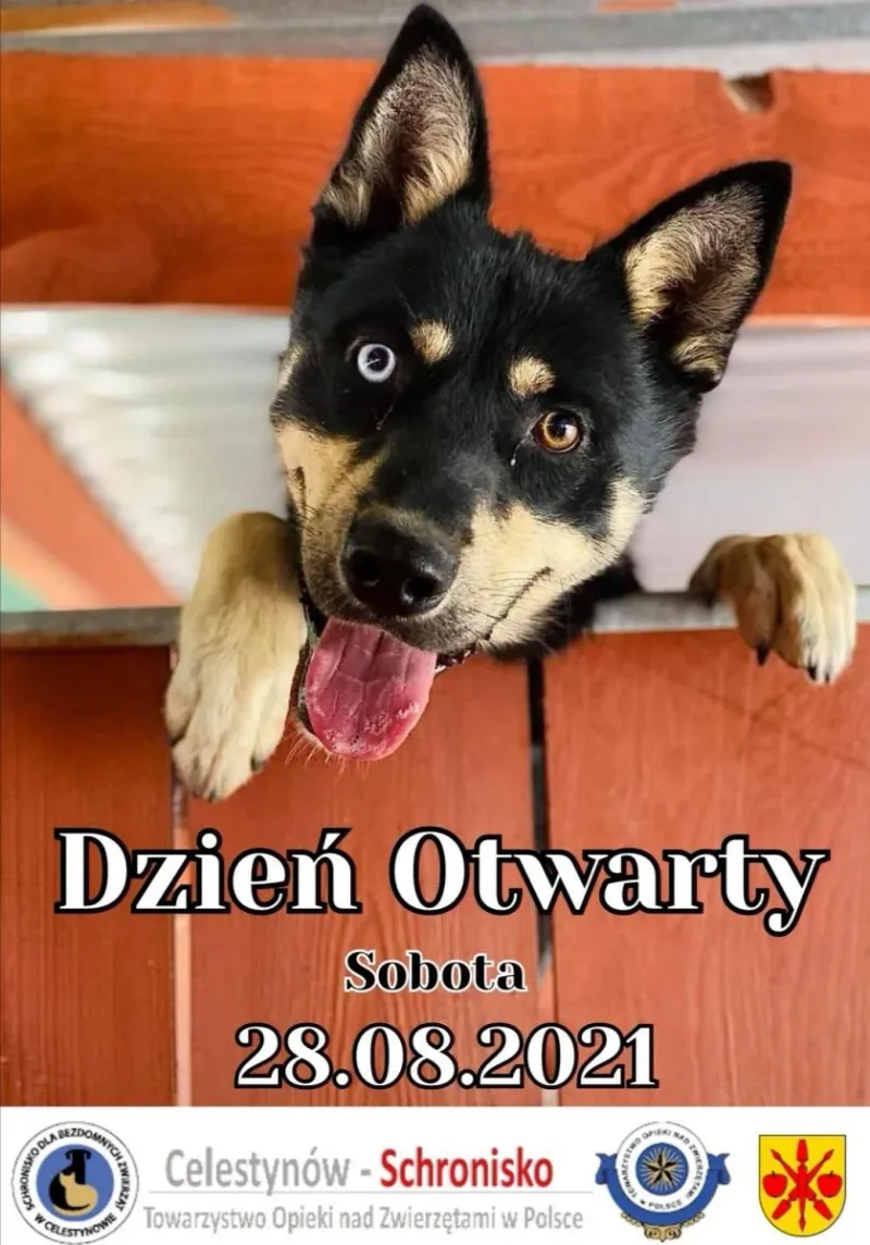 Dzień Otwarty w schronisku w Celestynowie