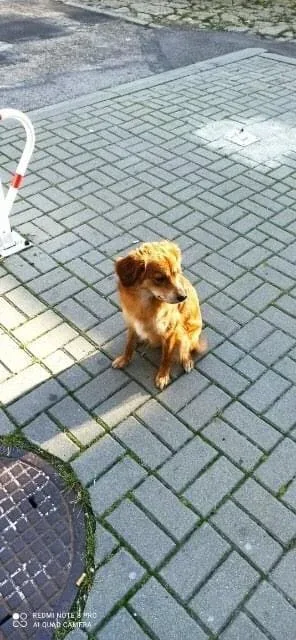 Interwencja w sprawie porzuconej suni w Tarnowie