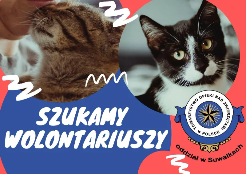 Nabór wolontariuszy do opieki nad kotami w Suwałkach