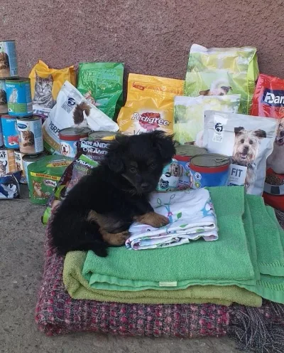 Podziękowania dla przedszkola w Tarnowie za zbiórkę karmy