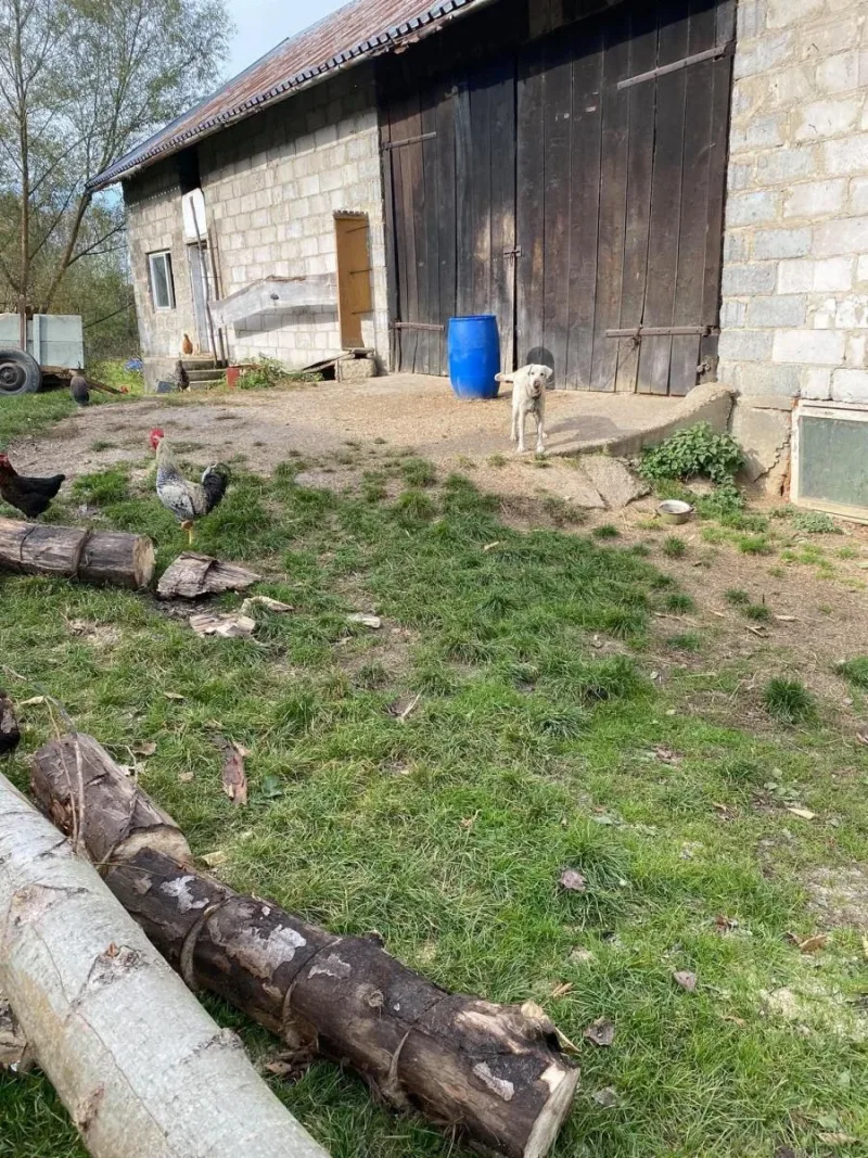 Potrzebne budy dla psów po interwencjach