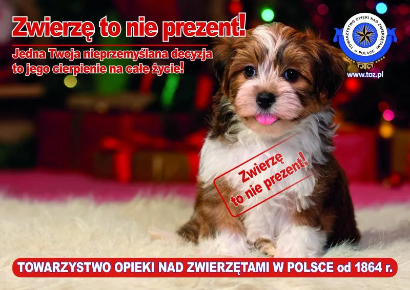 Przemyśl decyzję o przyjęciu zwierzęcia do domu