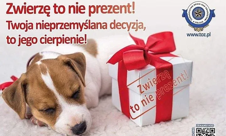 Zwierzę to nie prezent – przemyśl decyzję