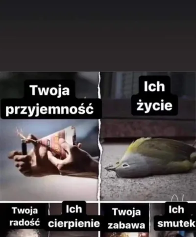 Jak zabezpieczyć zwierzęta w okresie sylwestrowym