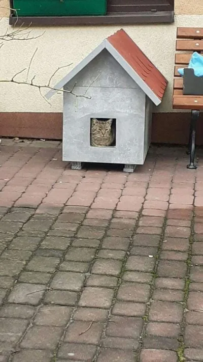 Podziękowanie dla pana Mariusza za kocie apartamenty