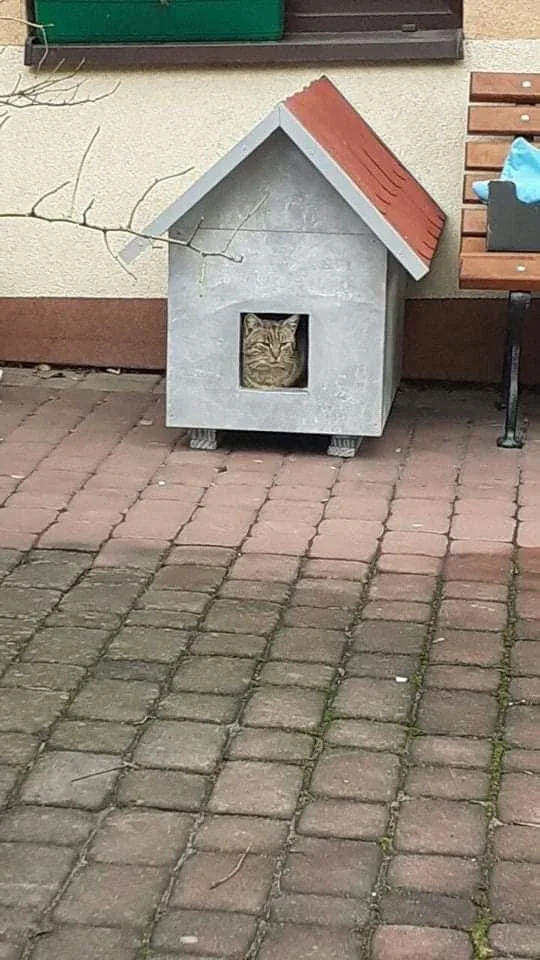 Podziękowanie dla pana Mariusza za kocie apartamenty