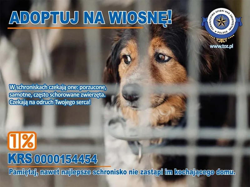Zalety adopcji zwierząt ze schroniska