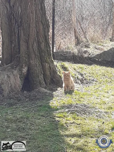 Pomoc dla kotów wolno żyjących
