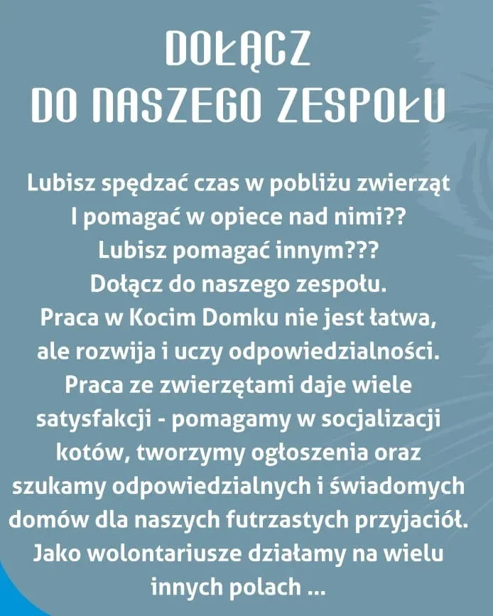 Nabór wolontariuszy do Kociego Domu w Jaworznie
