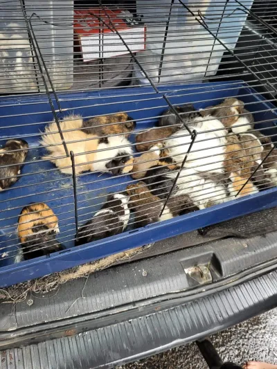 Interwencja w sklepie zoologicznym w Bytomiu